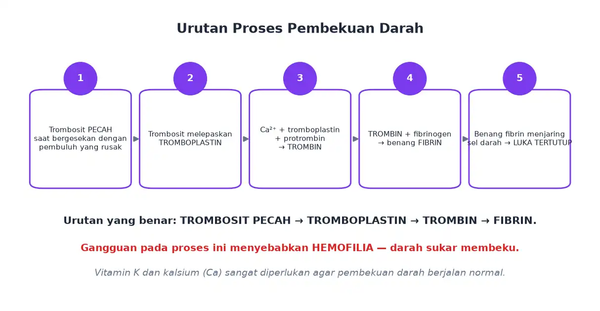 Urutan pembekuan darah dari trombosit pecah sampai terbentuk fibrin