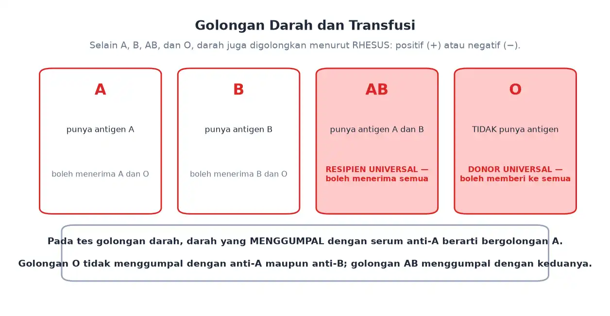Golongan darah A B AB dan O beserta donor dan resipien universal