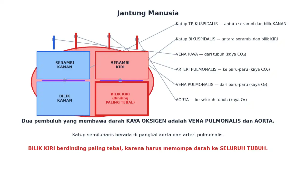Empat ruang jantung katup dan pembuluh utama aorta vena kava arteri dan vena pulmonalis