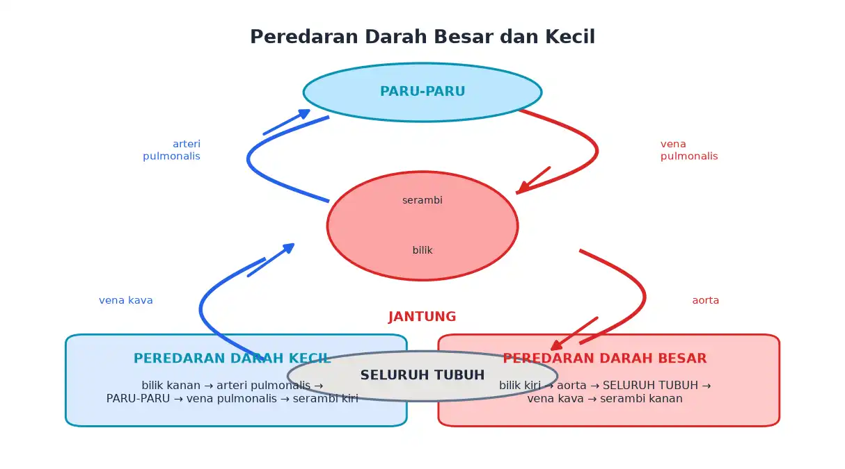 Peredaran darah kecil ke paru-paru dan peredaran darah besar ke seluruh tubuh