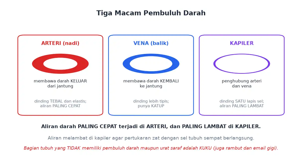 Tiga macam pembuluh darah arteri vena dan kapiler beserta ciri-cirinya