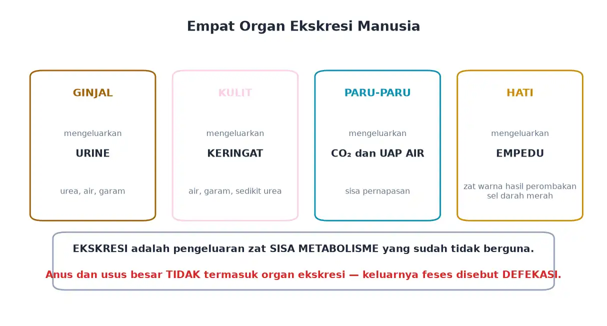 Empat organ ekskresi ginjal kulit paru-paru dan hati