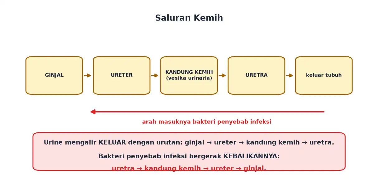 Urutan saluran kemih ginjal ureter kandung kemih dan uretra serta arah masuknya bakteri