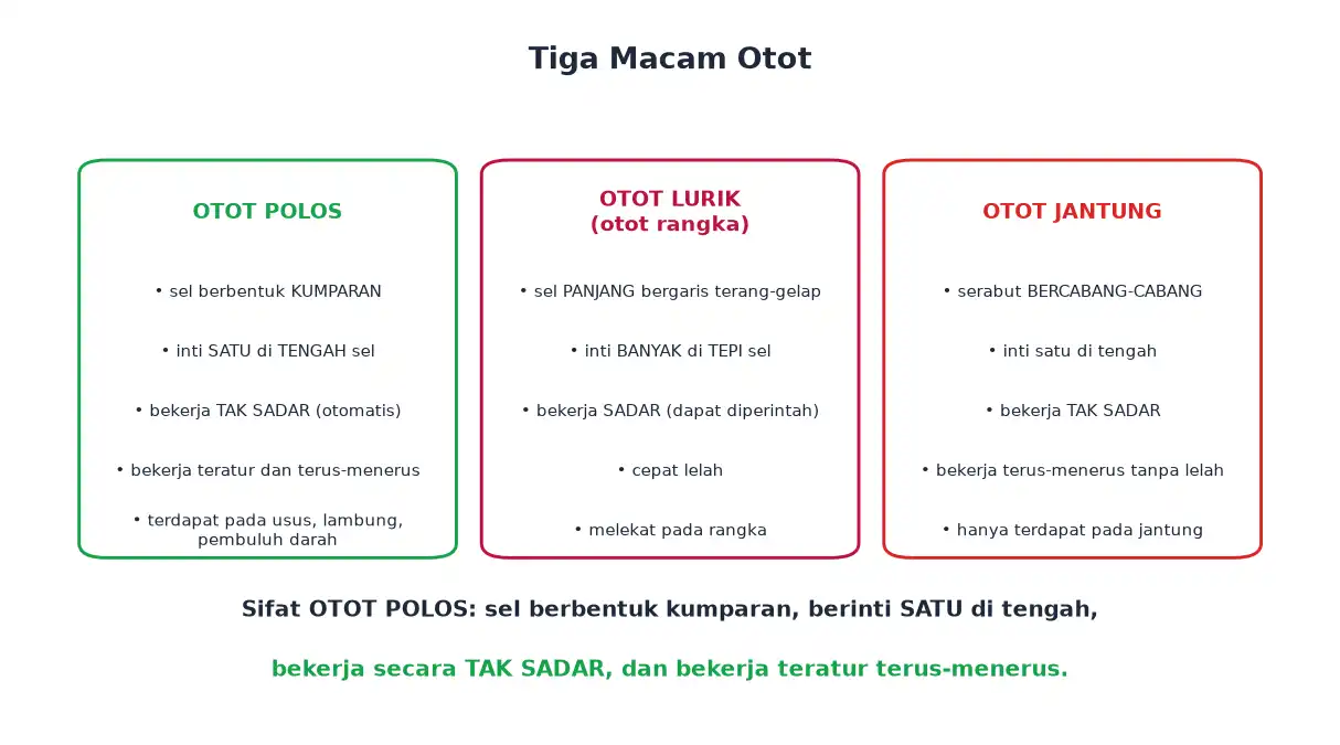 Perbandingan otot polos otot lurik dan otot jantung