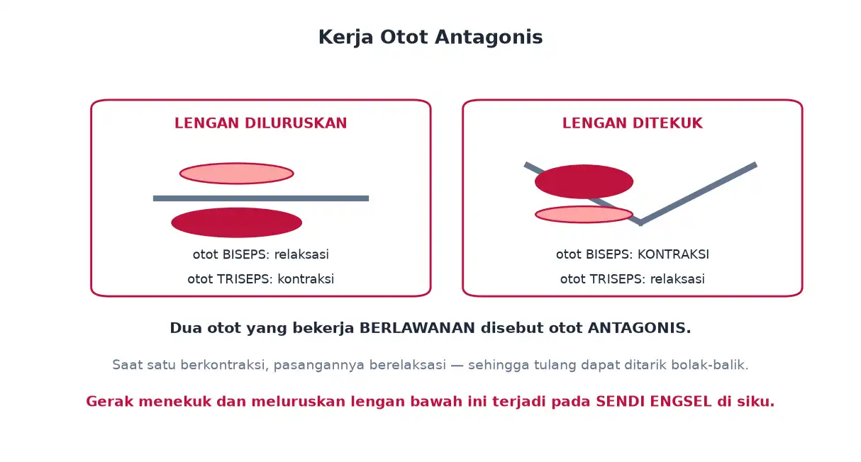 Kerja otot biseps dan triseps secara antagonis saat lengan ditekuk dan diluruskan