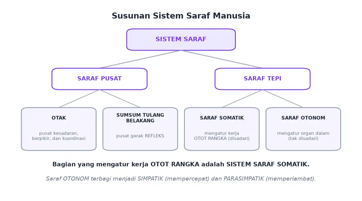 Susunan sistem saraf pusat dan tepi somatik serta otonom