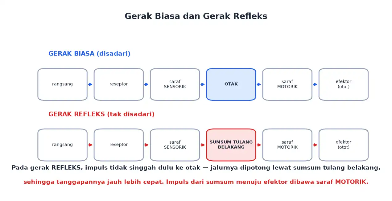 Perbandingan jalur gerak biasa lewat otak dan gerak refleks lewat sumsum tulang belakang