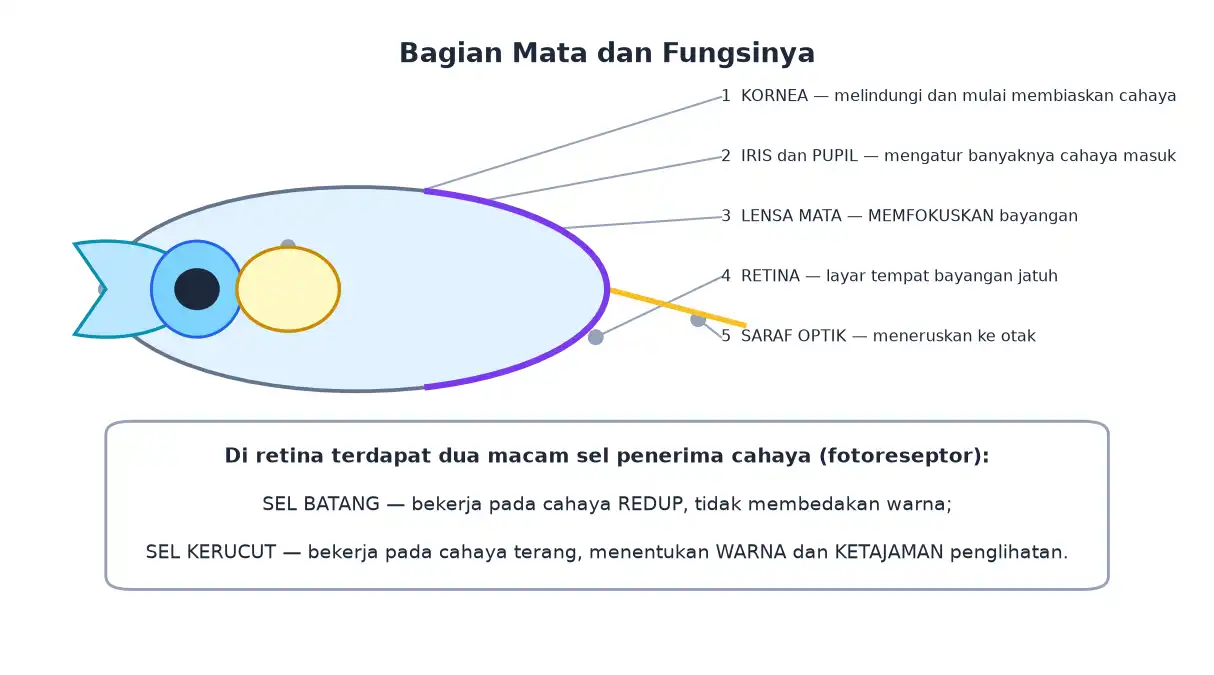 Bagian mata kornea iris pupil lensa retina dan saraf optik