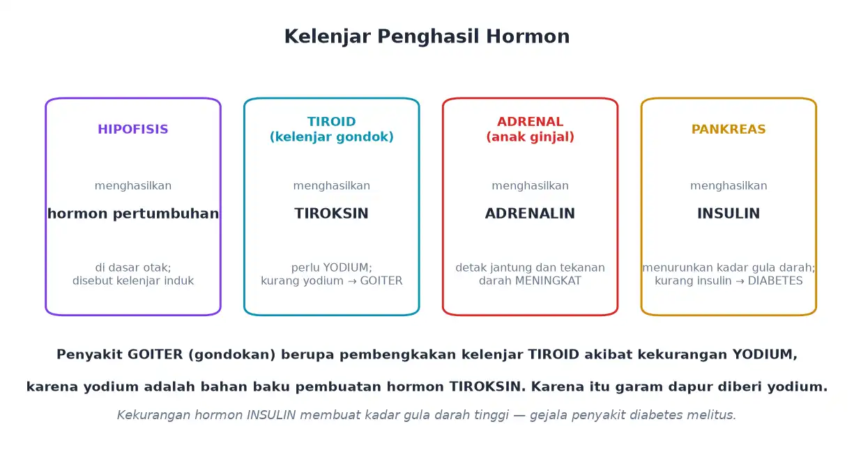Kelenjar hipofisis tiroid adrenal dan pankreas beserta hormonnya