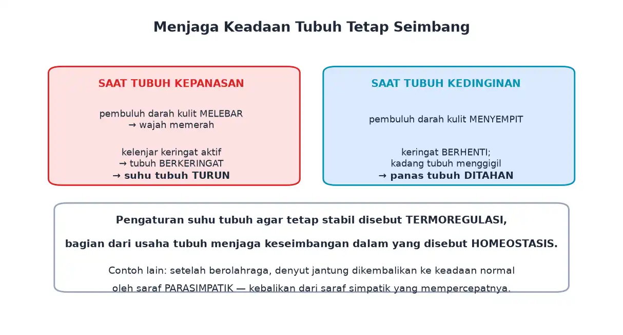 Termoregulasi tubuh saat kepanasan dan kedinginan