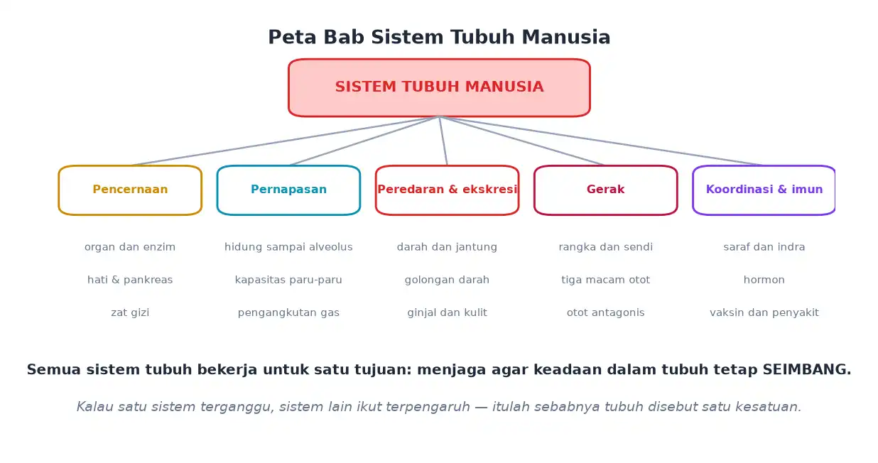 Peta ringkasan bab sistem pencernaan pernapasan peredaran gerak dan koordinasi