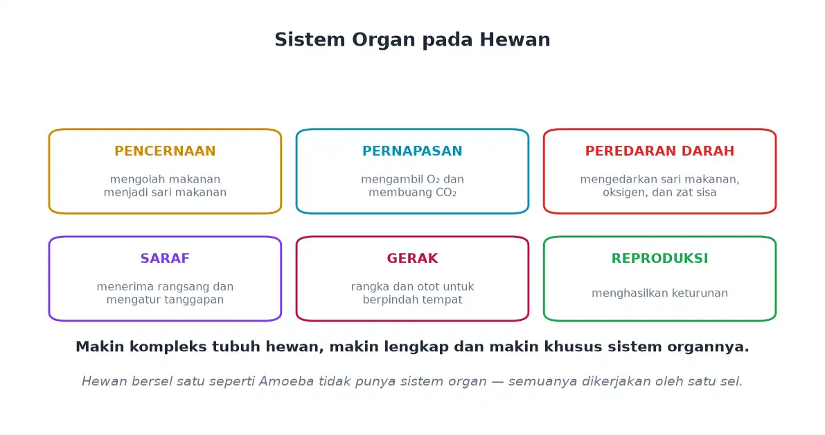Enam sistem organ hewan yaitu pencernaan pernapasan peredaran darah saraf gerak dan reproduksi