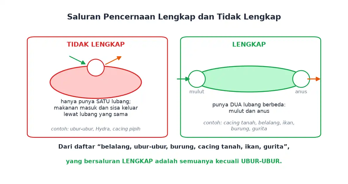 Perbedaan saluran pencernaan tidak lengkap satu lubang dan lengkap dua lubang