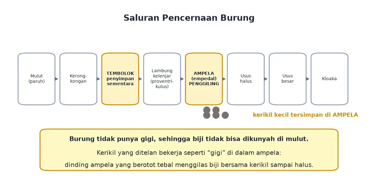 Urutan saluran pencernaan burung dari mulut tembolok ampela sampai kloaka