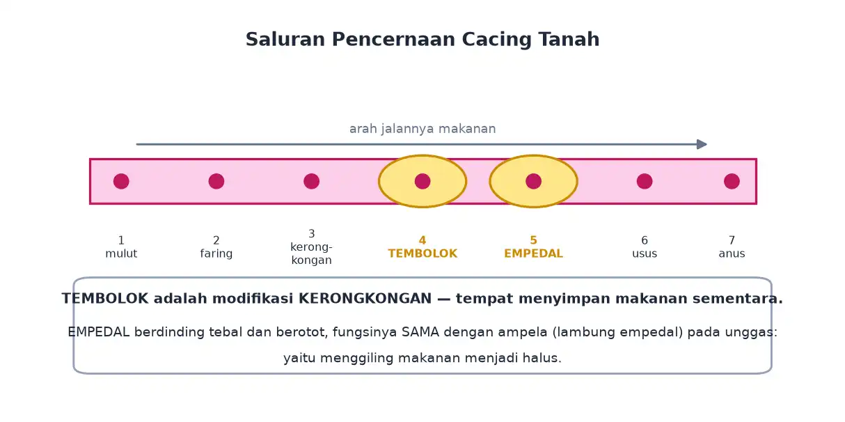 Saluran pencernaan cacing tanah dari mulut faring kerongkongan tembolok empedal usus sampai anus