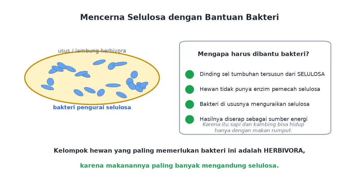 Bakteri dalam usus herbivora menguraikan selulosa menjadi sumber energi