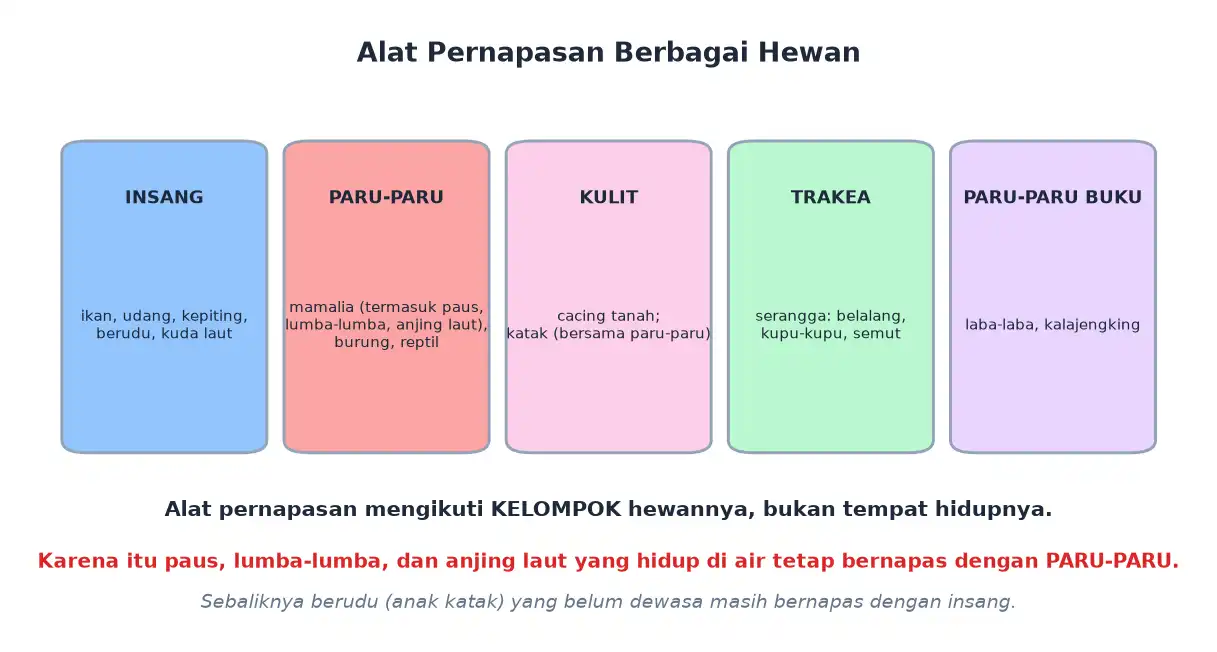 Alat pernapasan hewan berupa insang paru-paru kulit trakea dan paru-paru buku