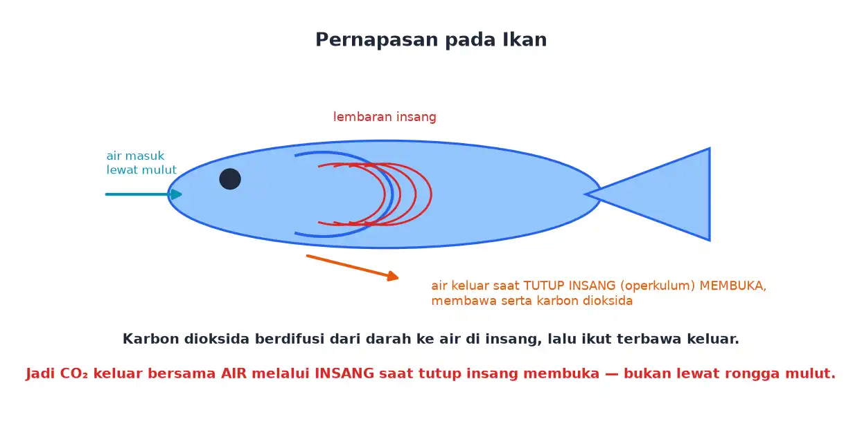 Air masuk lewat mulut ikan melewati insang dan keluar saat tutup insang membuka