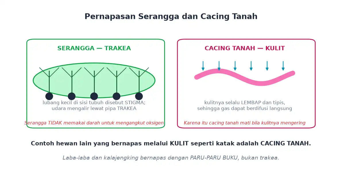 Serangga bernapas dengan trakea lewat stigma dan cacing tanah bernapas lewat kulit