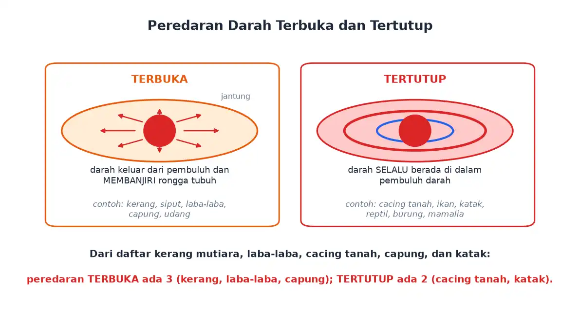 Peredaran darah terbuka darah membanjiri rongga tubuh dan tertutup darah selalu dalam pembuluh