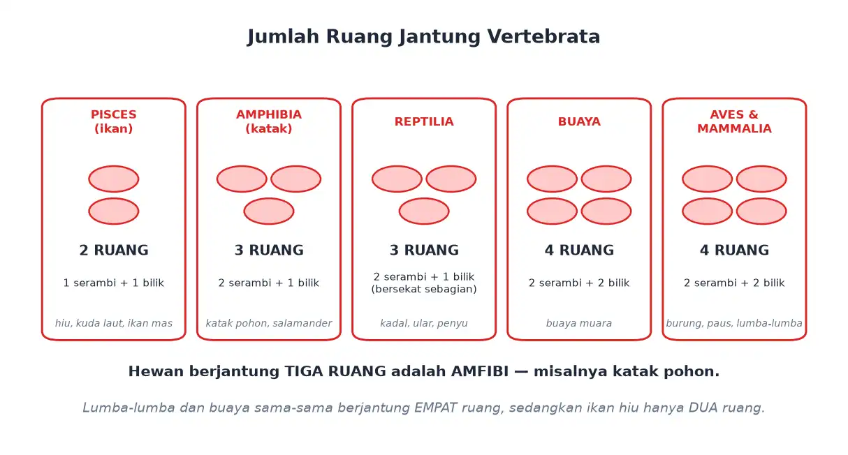 Jumlah ruang jantung ikan amfibi reptil buaya dan aves mamalia