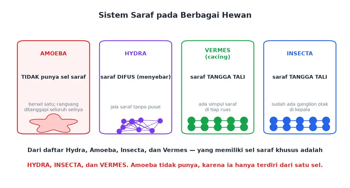 Perbandingan sistem saraf Amoeba Hydra Vermes dan Insecta