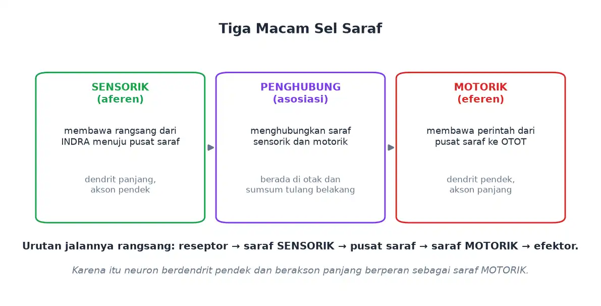 Tiga macam sel saraf sensorik penghubung dan motorik