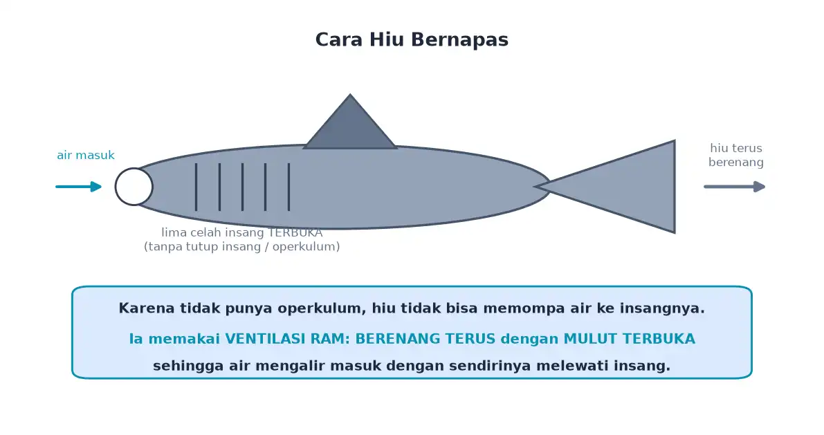 Hiu tanpa operkulum bernapas dengan berenang terus sambil membuka mulut