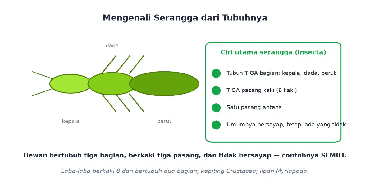 Ciri serangga bertubuh tiga bagian dan berkaki tiga pasang