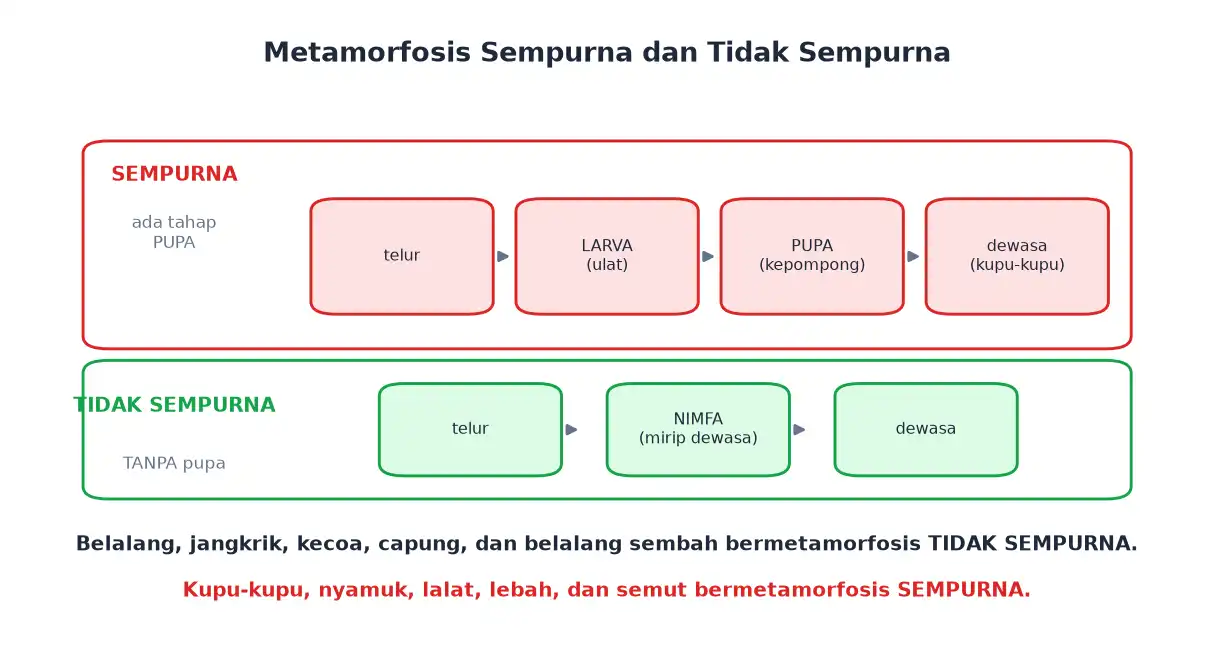 Metamorfosis sempurna melalui pupa dan tidak sempurna melalui nimfa