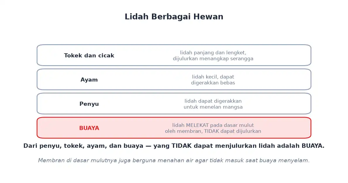 Perbandingan lidah tokek ayam penyu dan buaya