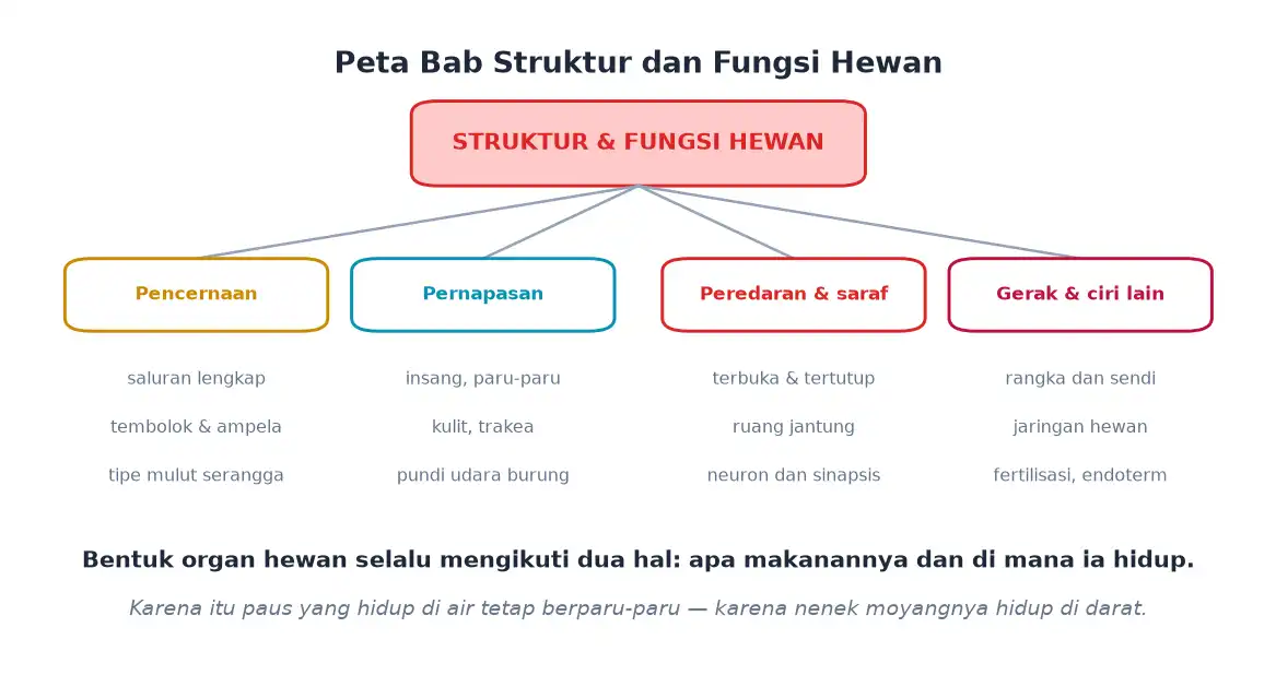 Peta ringkasan bab pencernaan pernapasan peredaran saraf gerak dan ciri hewan