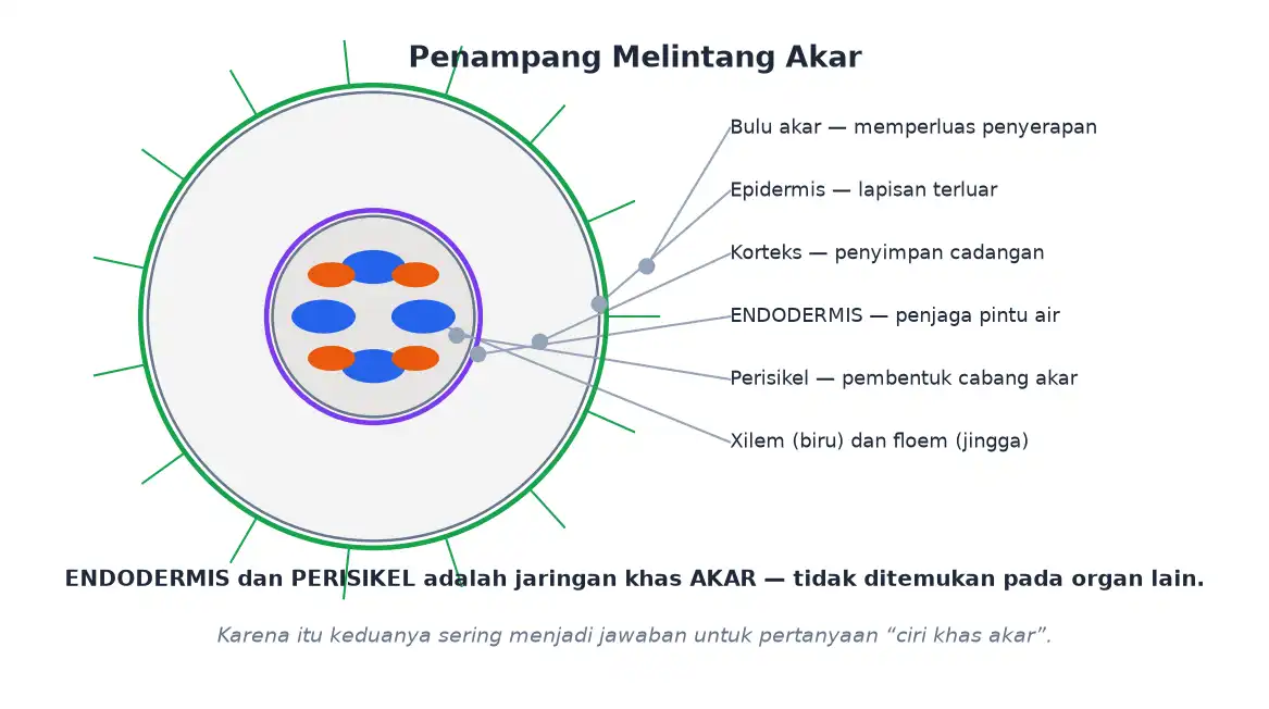 Penampang melintang akar dengan bulu akar epidermis korteks endodermis perisikel xilem dan floem