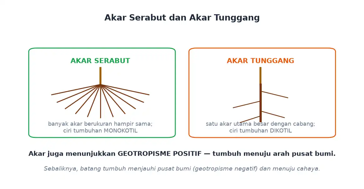 Perbedaan akar serabut pada monokotil dan akar tunggang pada dikotil