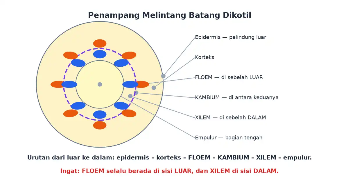 Penampang batang dikotil dengan epidermis korteks floem kambium xilem dan empulur