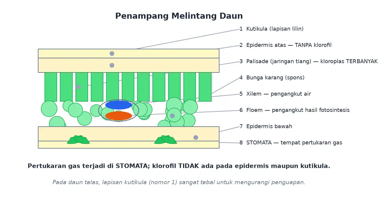 Penampang daun dengan kutikula epidermis palisade bunga karang berkas pengangkut dan stomata