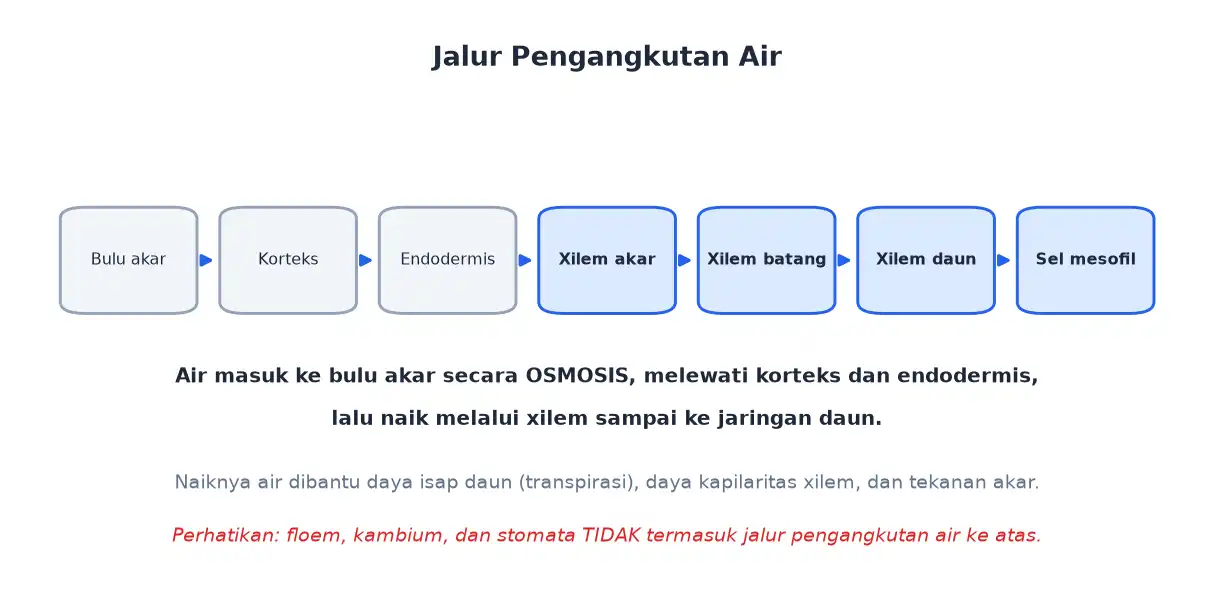 Urutan jalur air dari bulu akar korteks endodermis xilem sampai sel mesofil daun