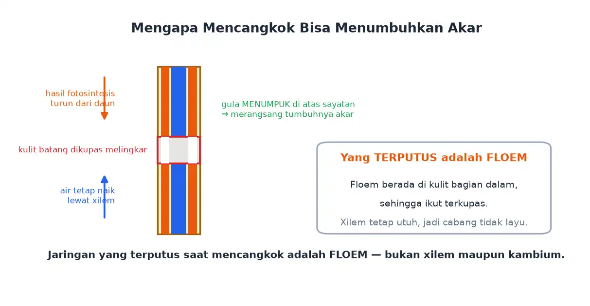 Mengupas kulit batang saat mencangkok memutus floem sehingga gula menumpuk dan akar tumbuh