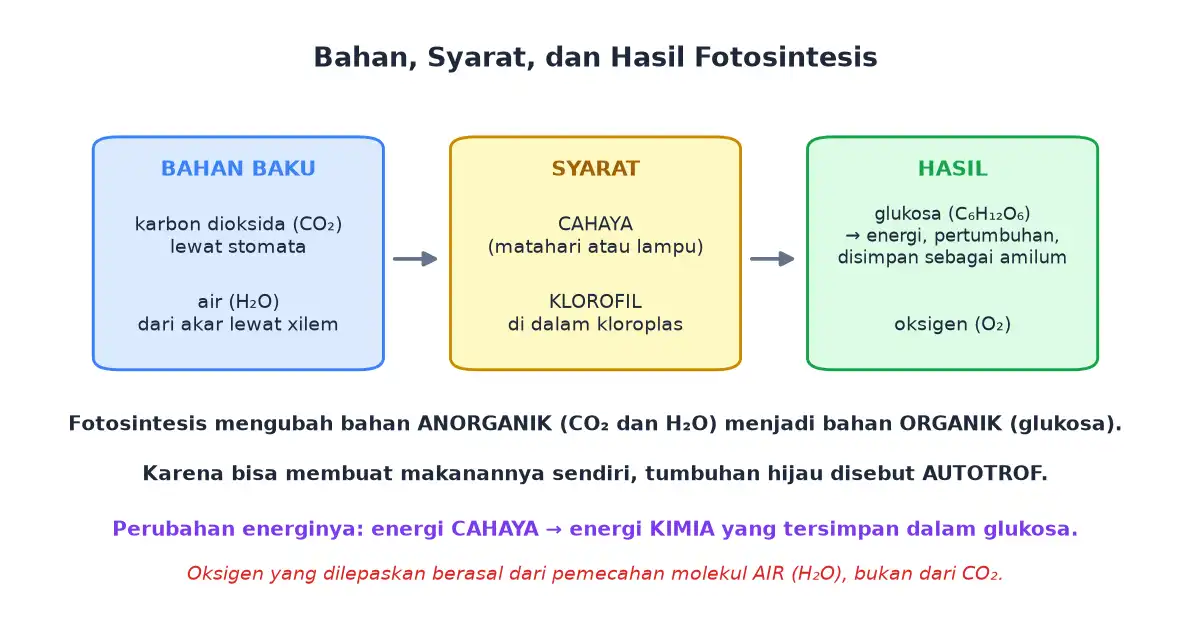 Bahan baku syarat dan hasil fotosintesis beserta perubahan energinya