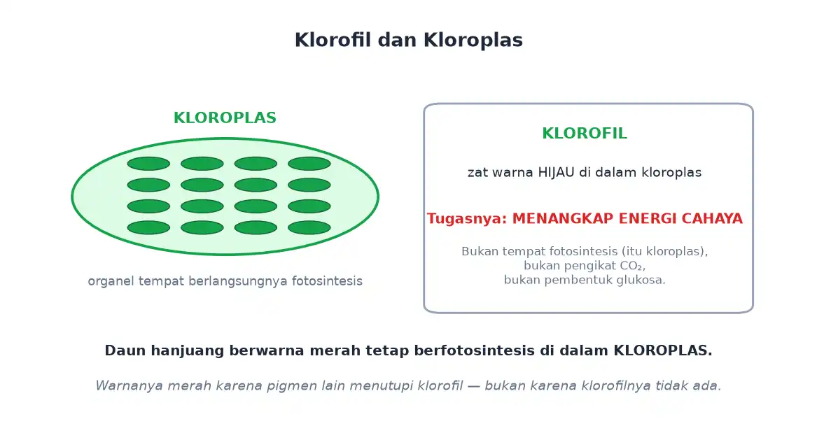 Kloroplas sebagai organ tempat fotosintesis dan klorofil sebagai penangkap energi cahaya