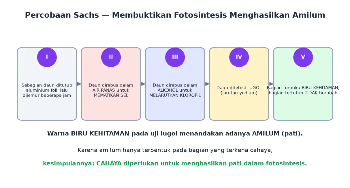 Lima tahap percobaan Sachs menutup daun merebus dengan air panas dan alkohol lalu menetesi lugol
