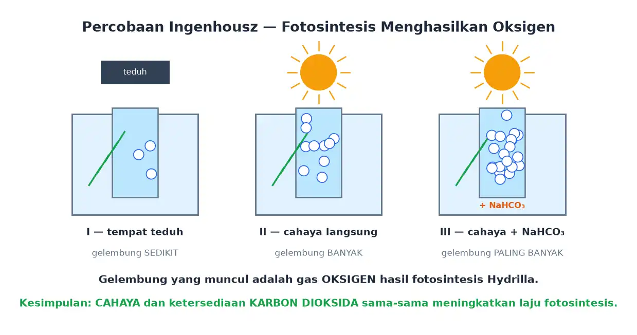 Percobaan Ingenhousz dengan Hydrilla di tempat teduh cahaya langsung dan tambahan NaHCO3