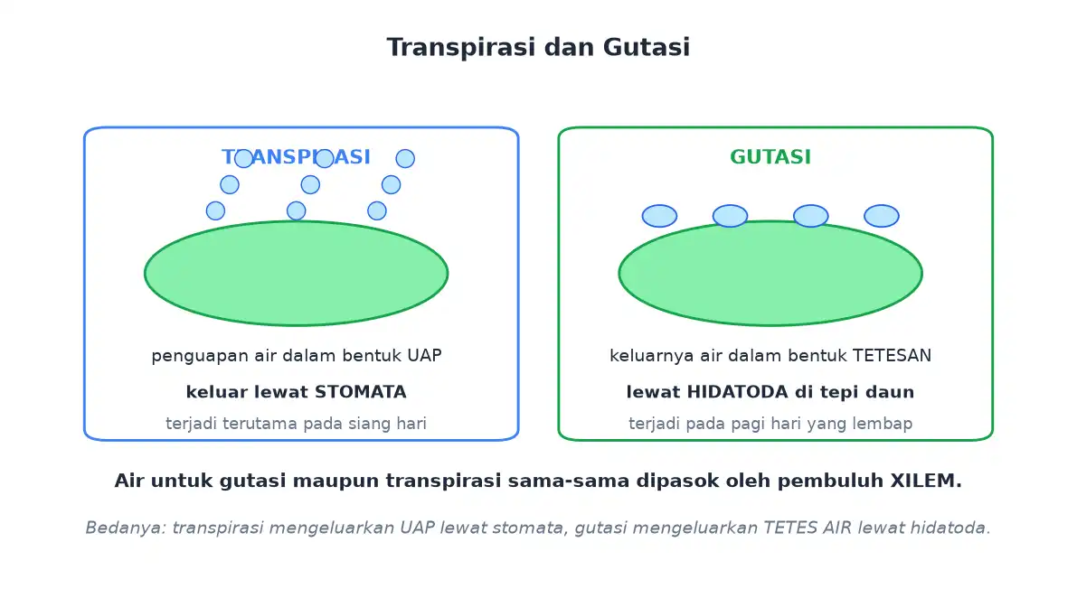 Transpirasi mengeluarkan uap air lewat stomata dan gutasi mengeluarkan tetes air lewat hidatoda
