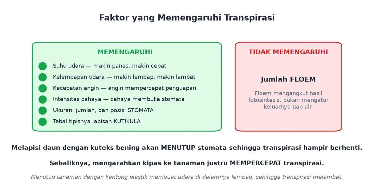 Faktor yang memengaruhi transpirasi dan faktor yang tidak berpengaruh