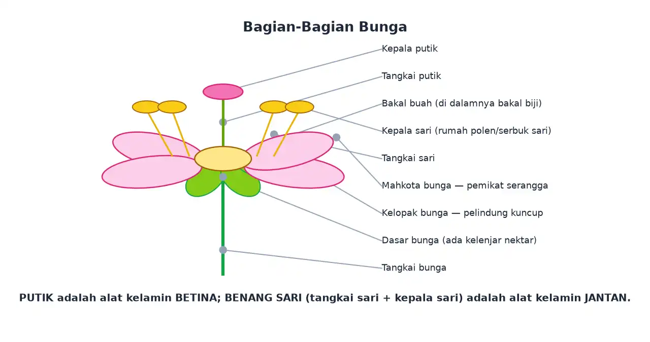 Bagian bunga meliputi kelopak mahkota benang sari putik dan tangkai