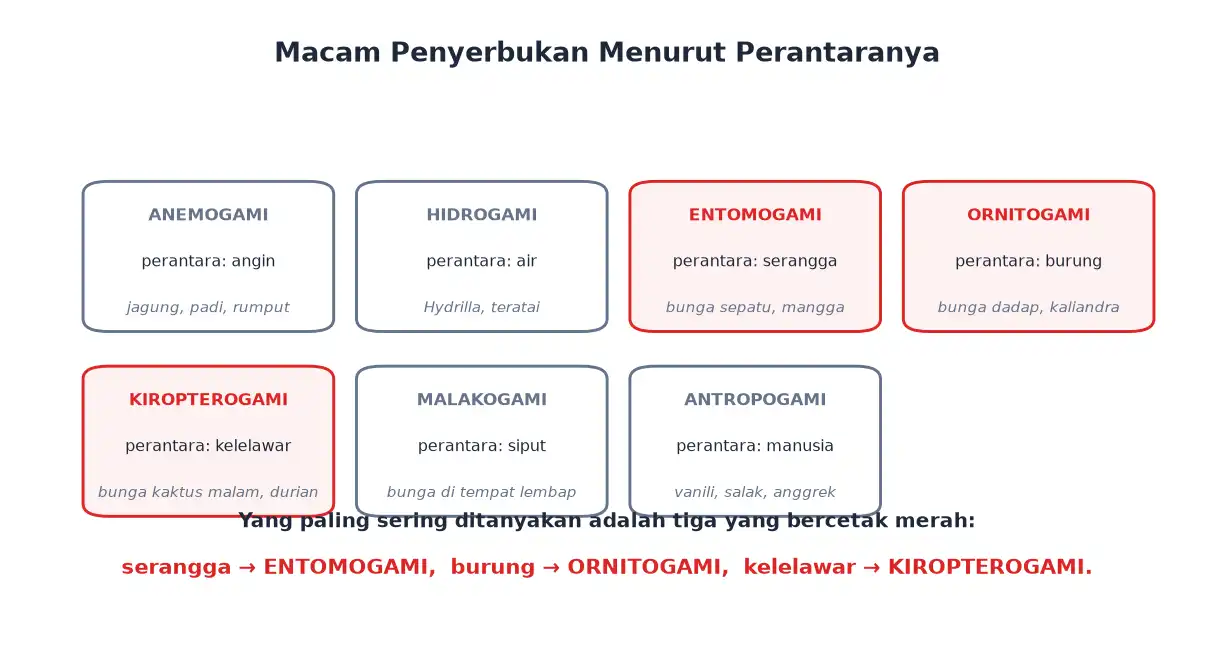 Macam penyerbukan anemogami hidrogami entomogami ornitogami kiropterogami malakogami antropogami