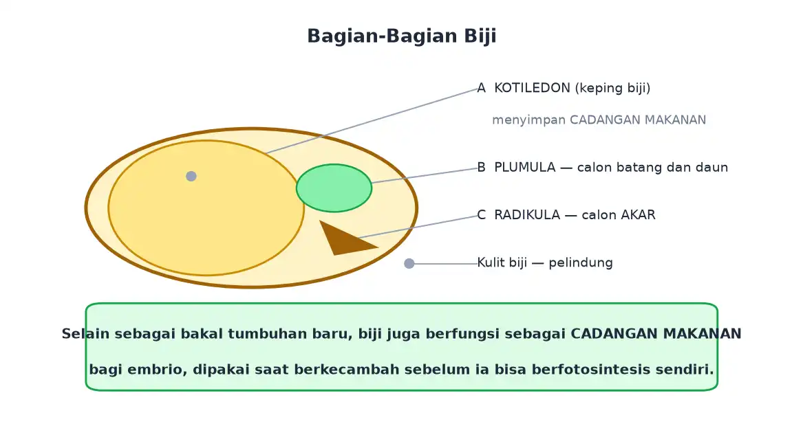 Bagian biji berupa kulit biji kotiledon plumula dan radikula