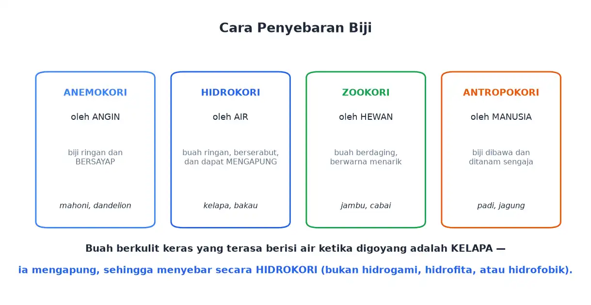 Penyebaran biji secara anemokori hidrokori zookori dan antropokori