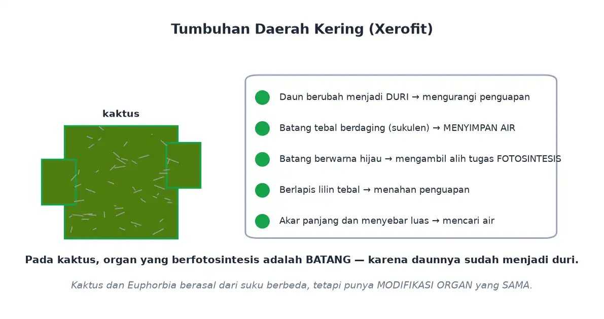 Ciri tumbuhan xerofit seperti kaktus dengan duri batang sukulen dan lapisan lilin