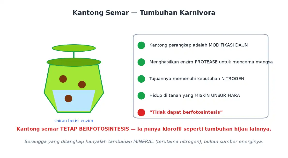 Kantong semar sebagai tumbuhan karnivora dengan perangkap dari modifikasi daun